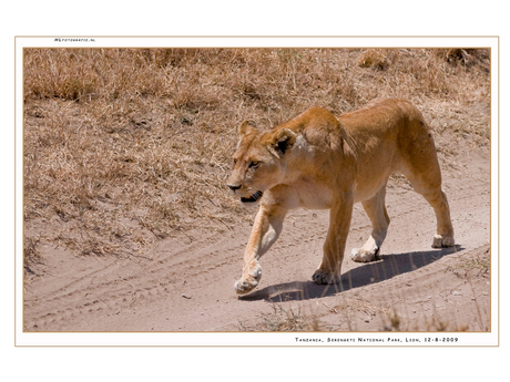 Lion Serengeti NP II