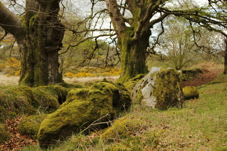 Mossige bossen, Ierland