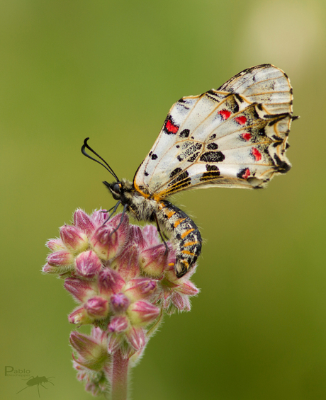 Pijpbloemvlinder