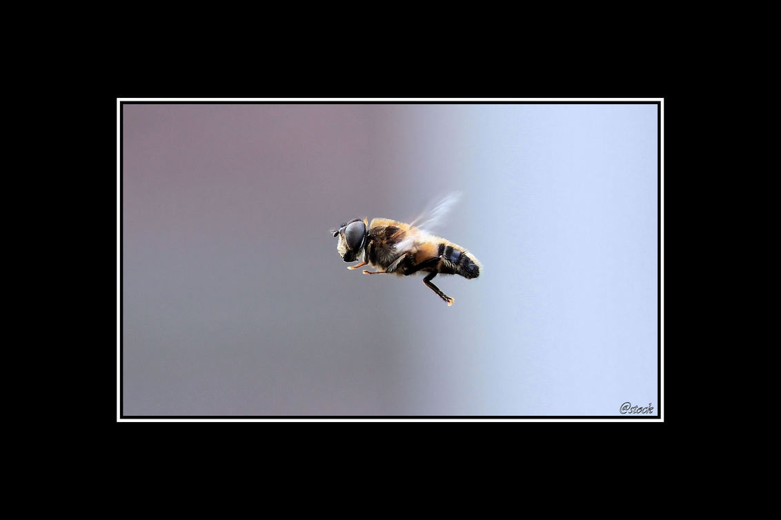 zweven - Lastig te fotograferen - foto door stock op 26-04-2010 - deze foto bevat: vlug, Instekt
