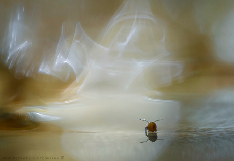 Het springstaartje en ik