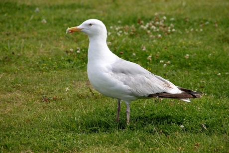 Seagull (Zeemeeuw)