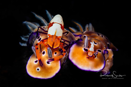 Emperor shrimp op nudibranchs