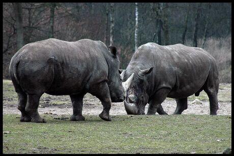 Zoomdag Burgers Zoo