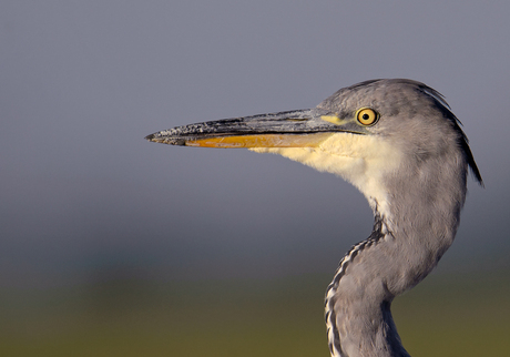 Blauwe Reiger