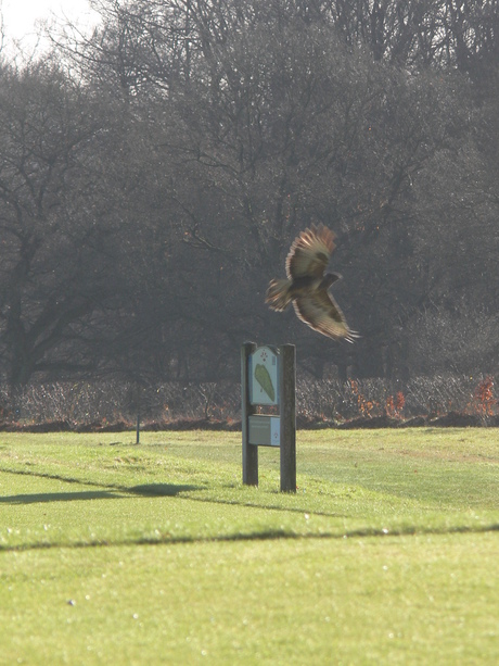 Buizerd Rijk van Nijmegen.JPG