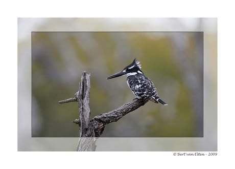 Bonte ijsvogel