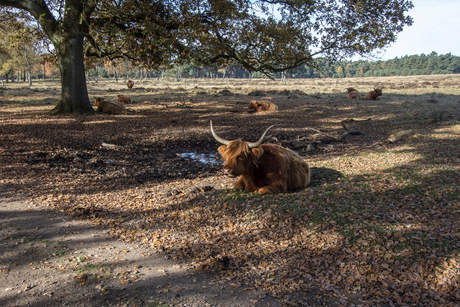 Deelderwoud, Veluwe.20151108 _2