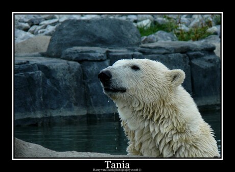 Tania