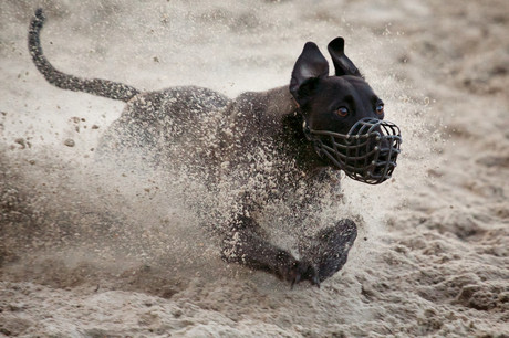 honden race westerlo.jpg