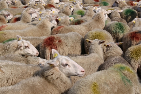 Schapen op leuserheide