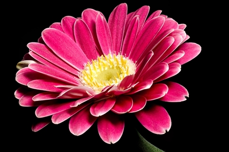 Gerbera - focus stack oefening