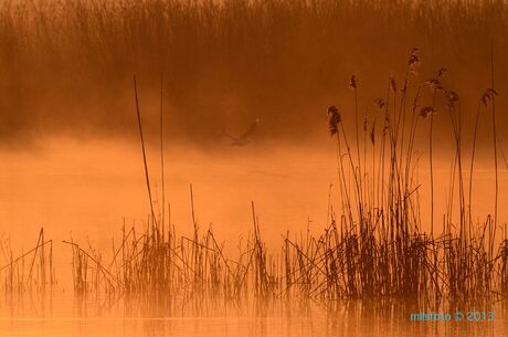 Mystieke lucht in het morgend rood