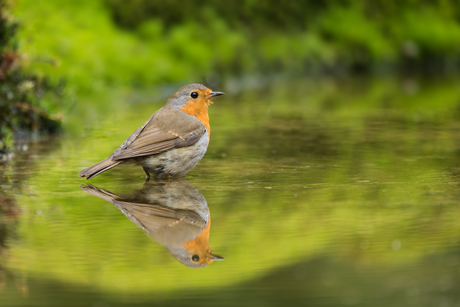 Reflected Robin