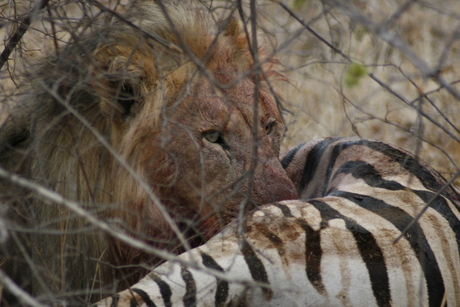 Leeuw onder bloed met zebra