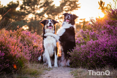 Jindi en Fenna knuffelen op de heide