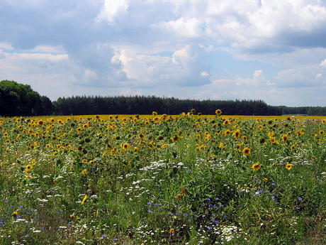 Zonnebloemen