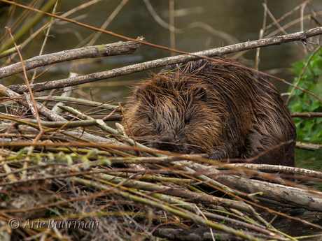 Bever kopie 9022