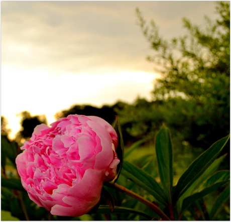 Roze bloem