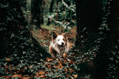 Aita border collie