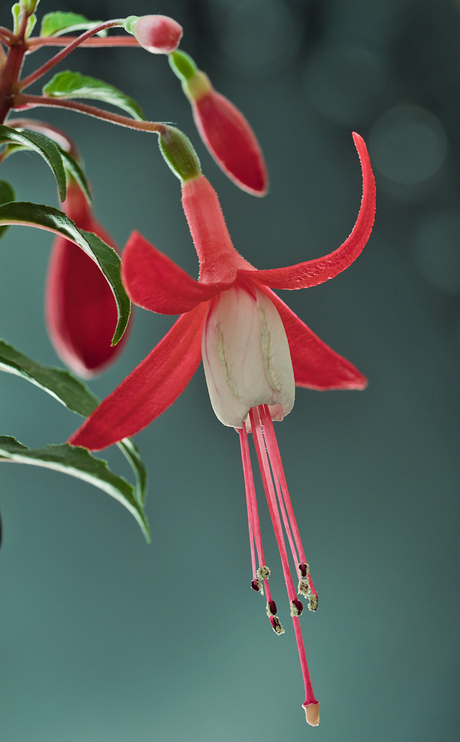 Fuchsia in de bloei - macro