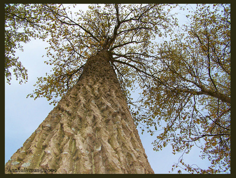 bomen