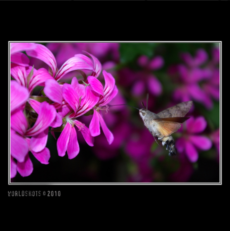 kolibrievlinder