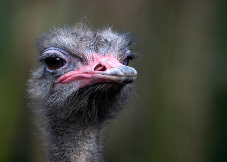 Ostrich