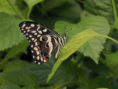 Papilio Demoleus