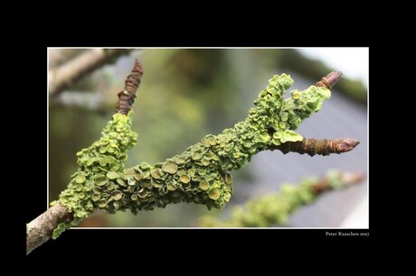 Korstmos op appelboom