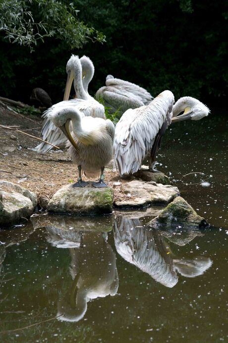 poetsende pelikanen