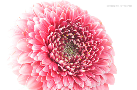 Gerbera