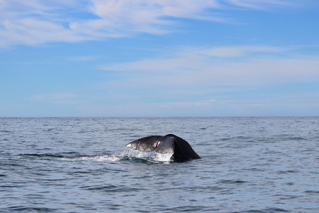 New Zealand Ocean Wildlife