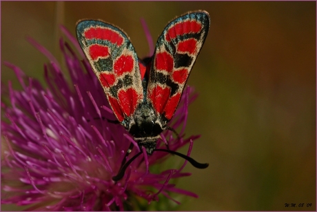 Zygaena carniolica