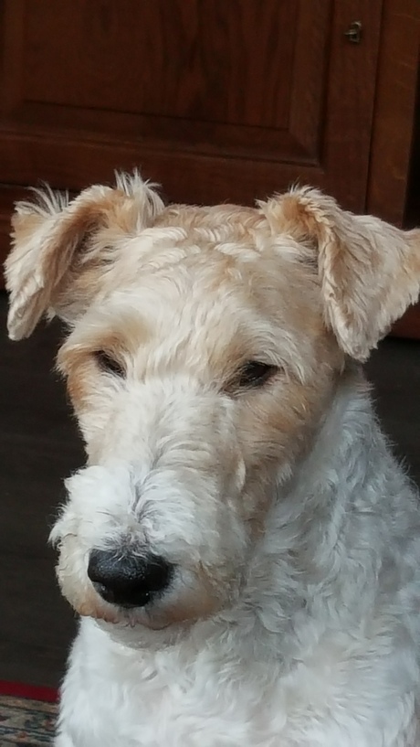 Mijn foxterrier