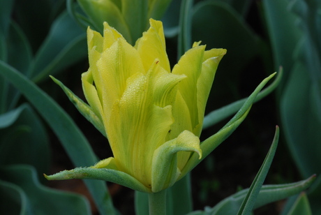 gele tulp met dauwdruppels