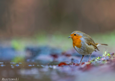 Roodborst