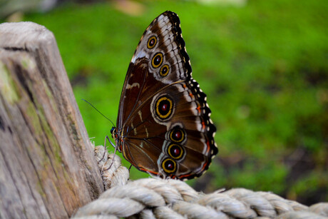 vlinder op hek