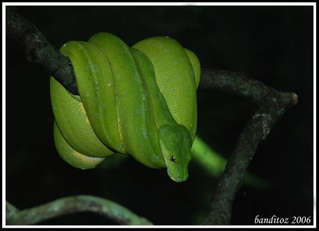 Groene Boompython