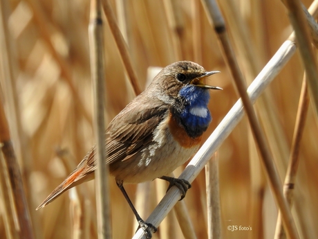 uit volle blauw borst