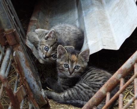 Kittens