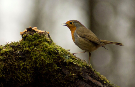 roodborst