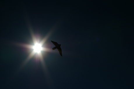 Roofvogel in de zon