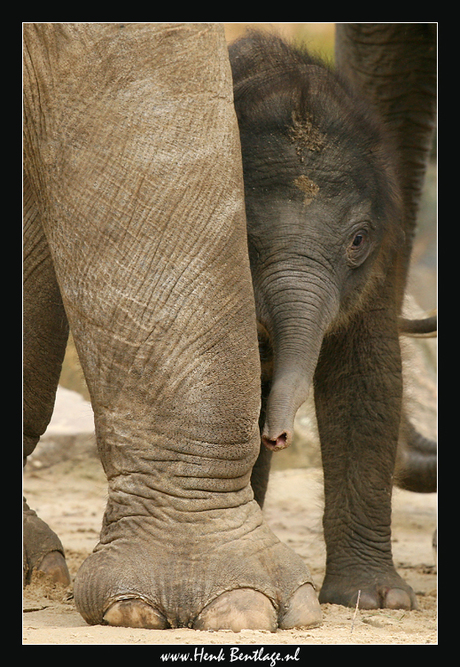 Baby olifantje Swe Zin