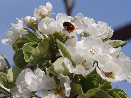 bestuiving in onze tuin