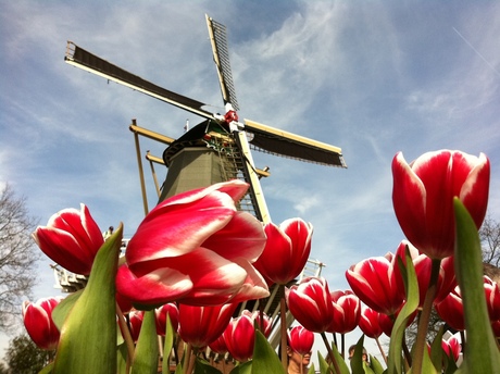 Keukenhof