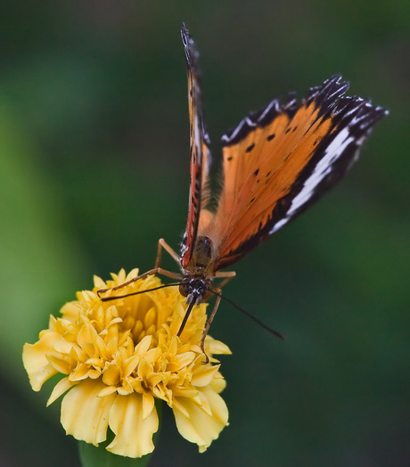 Butterfly's from Asia