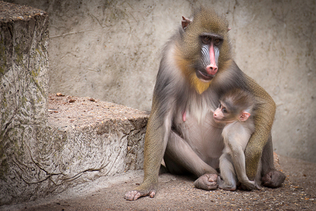 Mama Mandril met jong