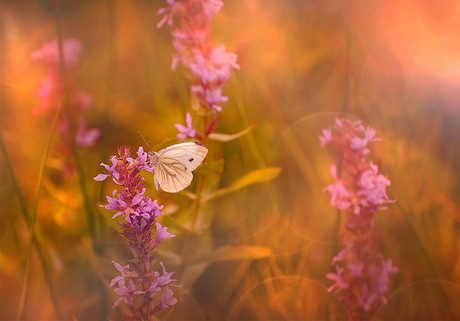 Roze vrijdag