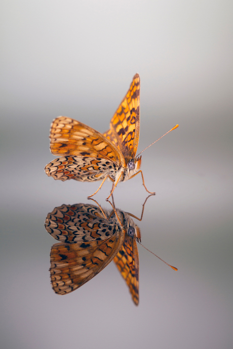 Knoopkruidparelmoervlinder ( Melitaea phoebe )